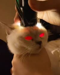 devilcat